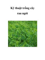Kỹ thuật trồng cây rau ngót docx