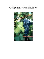 Giống Chambourcin (NH.02-10) ppt