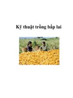 Kỹ thuật trồng bắp lai docx