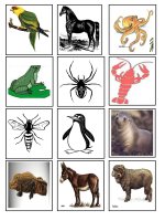 Thẻ từ các con vật