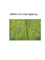 GIỐNG LÚA Tám Nghĩa Lạc pot