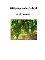 Giải pháp mới ngừa bệnh cho cây có múi doc