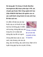 Sử dụng gần 10 chủng vi khuẩn Bacillus thuringiensis (Bt) ppt