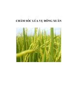 CHĂM SÓC LÚA VỤ ĐÔNG XUÂN pptx