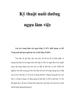 Kỹ thuật nuôi dưỡng ngựa làm việc doc