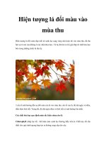 Hiện tượng lá đổi màu vào mùa thu pot