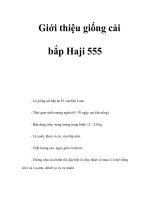 Giới thiệu giống cải bắp Haji 555 ppt