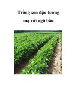 Trồng xen đậu tương mạ với ngô bầu pot