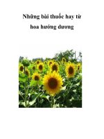 Những bài thuốc hay từ hoa hướng dương pot