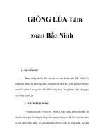 GIỐNG LÚA Tám xoan Bắc Ninh potx
