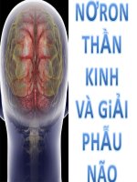 Nơ ron thần kinh và giải phẫu não potx