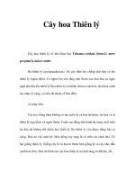 Cây hoa Thiên lý ppt