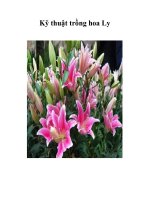 Kỹ thuật trồng hoa Ly pot