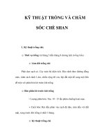 KỸ THUẬT TRỒNG VÀ CHĂM SÓC CHÈ SHAN pptx