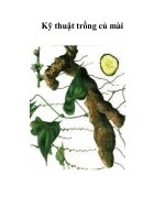 Kỹ thuật trồng củ mài pps