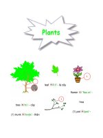 từ vựng về cây cối ppsx