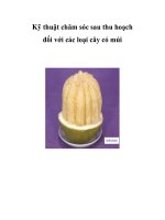 Kỹ thuật chăm sóc sau thu hoạch đối với các loại cây có múi pdf