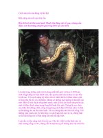 Cách săn mồi của động vật ăn thịt pps