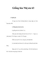 Giống lúa Nhị ưu 63 ppsx