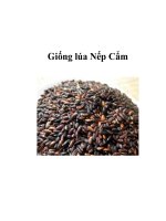 Giống lúa Nếp Cẩm doc