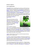 Dâu tằm tơ (phần II ) ppsx