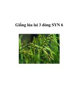 Giống lúa lai 3 dòng SYN 6 pptx