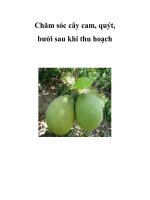 Chăm sóc cây cam, quýt, bưởi sau khi thu hoạch potx