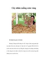 Cây nhãn xuồng cơm vàng ppsx