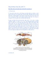 Động vật không xương sống ( phần 15 ) Đặc điểm cấu tạo hệ tuần hoàn docx