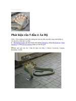 rắn 5 đầu