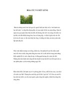 HOA CÚC VÀ MỨT GỪNG pps