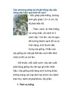 Các phương pháp kỹ thuật trồng cây sầu riêng docx