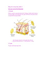 Động vật có xương sống ( phần 4 ) doc