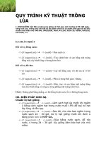 QUY TRÌNH KỸ THUẬT TRỒNG LÚA potx