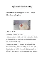 Bệnh hô hấp mãn tính (CRD) potx