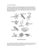 xử lý nước thải bằng tảo potx