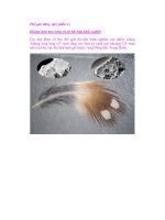 Thế giới động vật ( phần 1 ) Khủng long mọc lông vũ pps