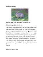 Chăm sóc thỏ mẹ ppt