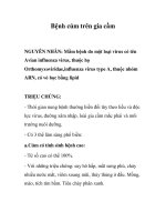 Bệnh cúm trên gia cầm pot