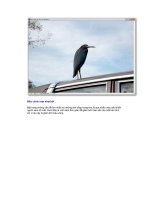 Chỉnh sửa ảnh Cắt ảnh part2 docx