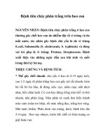 Bệnh tiêu chảy phân trắng trên heo con pps