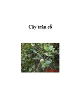 Cây trâu cổ ppsx