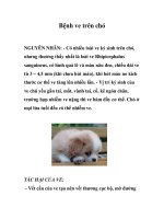 Bệnh ve trên chó pps