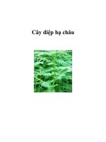 Cây diệp hạ châu pdf