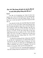 Nông Nghiệp - Hoa, Cây Cảnh tập 2 phần 10 pdf