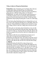 Trồng và chăm sóc Phong lan Dendrobium potx