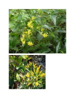 Đông y dược part 9 pdf