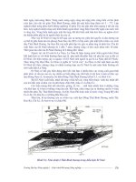 Khoa Học Vũ Trụ - Sinh Thái Tầng Khí Quyển phần 8 pdf