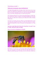 Thế giới động vật ( phần 7 ) pdf