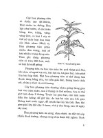 Nông Nghiệp - Hoa, Cây Cảnh tập 2 phần 2 potx